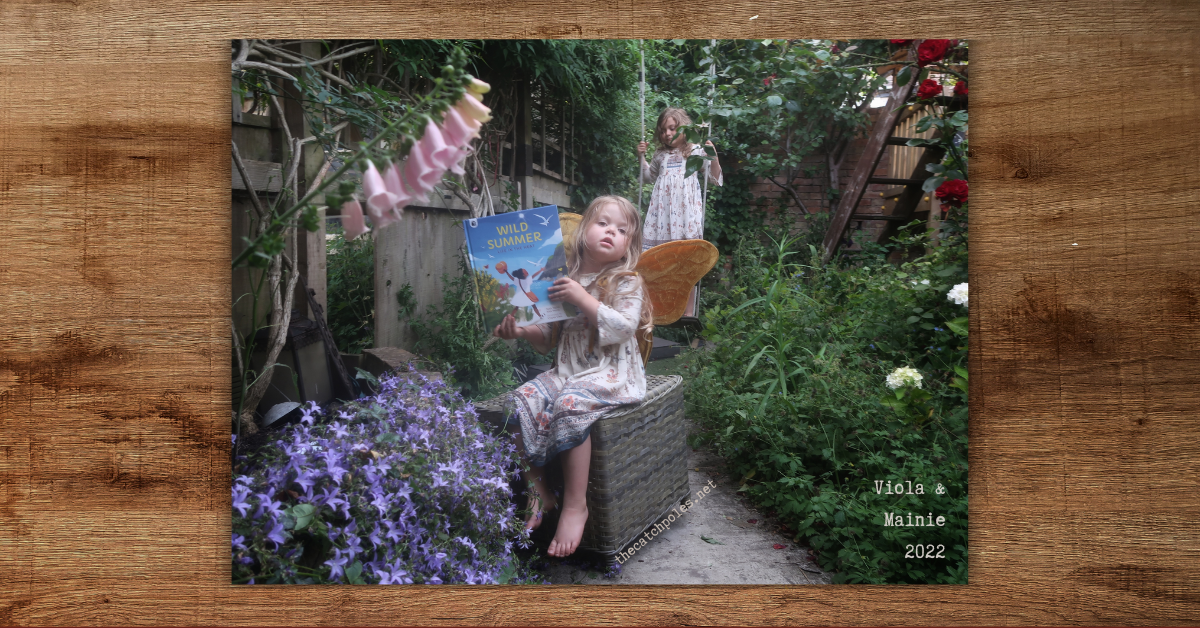 Viola - now 3yo with light brownish blondish hair - is sitting in our garden holding a copy of Wild Summer. She's wearing gold velvet fairy wings. It's June - there are foxgloves & roses. Her older sister's behind in a matching dress. Labelled 'Viola & Mainie 2022'